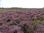 Wierdense Veld